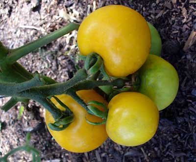 Plow Maker Farms: Yellow Perfection Tomato